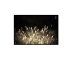 dailyPhoto7